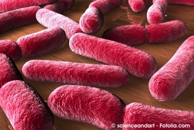 Echerichia coli